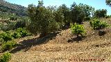 Parra - Vitis vinifera. Vides entre olivos. Las Nogueruelas - Frailes