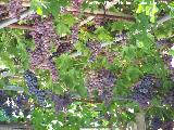 Parra - Vitis vinifera. La Iruela