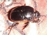 Escarabajo estercolero zumbador - Geotrupes stercorarius. Navas de San Juan