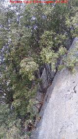 Almez - Celtis australis. En las paredes rocosas que dan a Bedmar