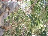 Almez - Celtis australis. Fuente de la Pea - Jan