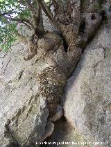 Almez - Celtis australis. Espectacular donde ha nacido este rbol, en una grieta de una roca.
Los Villares