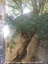 Almez - Celtis australis. Espectacular donde ha nacido este rbol, en una grieta de una roca. Los Villares