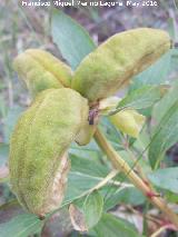 Peona - Paeonia officinalis. Fruto. La Lancha - Andjar