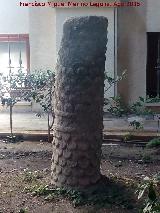 Museo Provincial. Columna de tronco de palmera en la lonja